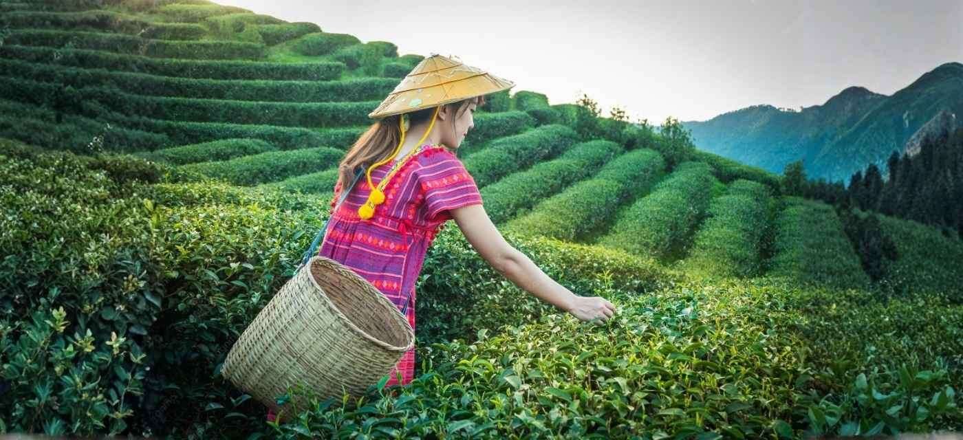 Darjeeling Tea Garden Scenic Hills