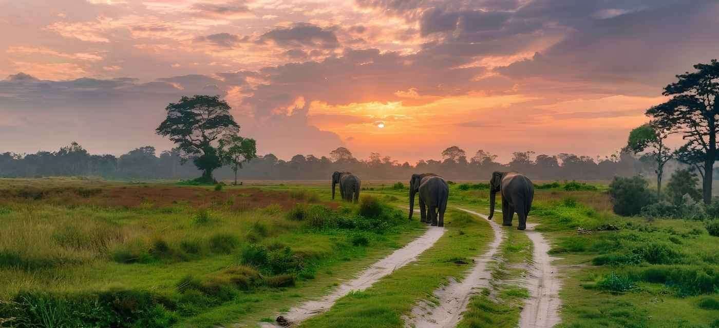Kaziranga National Park Assam One Horned Rhino Wildlife Tour