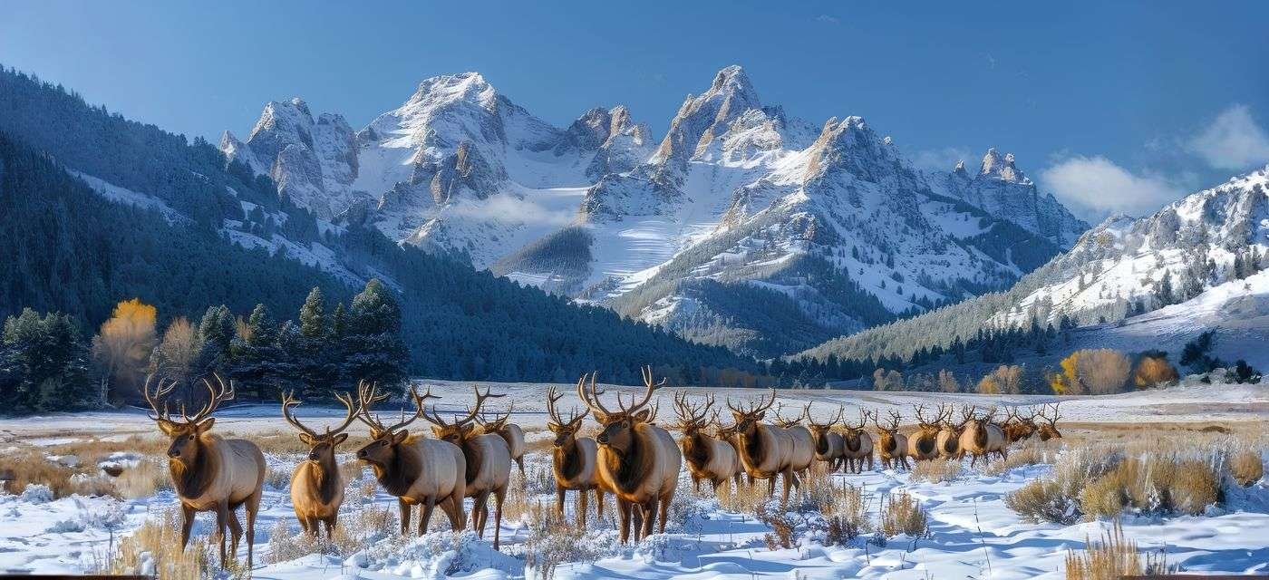 Pahalgam Kashmir Scenic Valley Mountains Nature