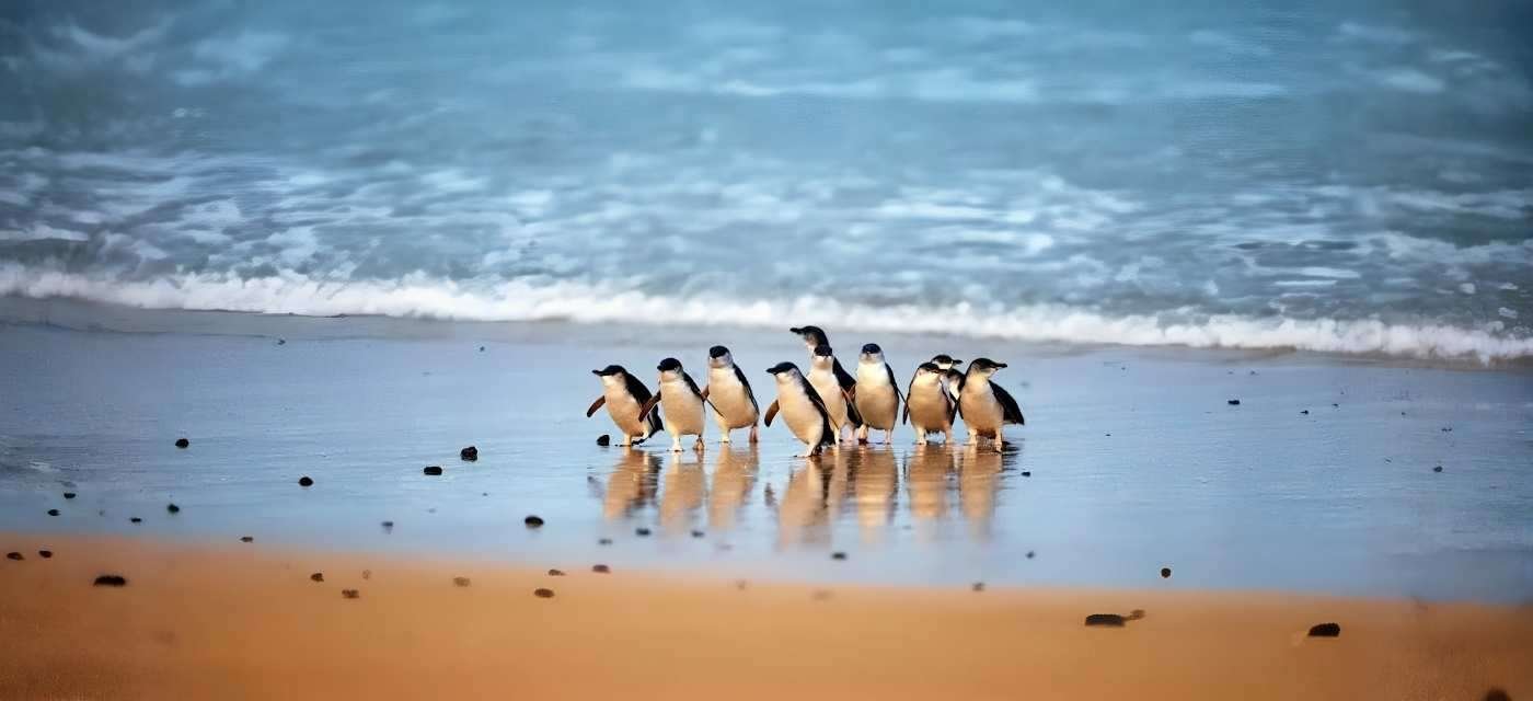 Phillip Island Penguin Parade Wildlife Tour Australia