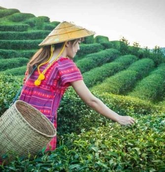 Darjeeling Tea Garden Scenic Hills
