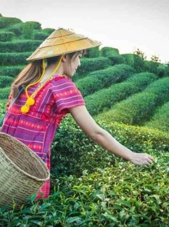 Darjeeling Tea Garden Scenic Hills