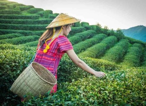 Darjeeling Tea Garden Scenic Hills