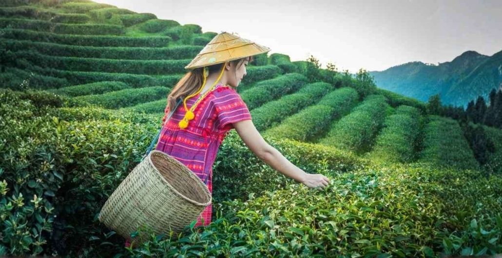 Darjeeling Tea Garden Scenic Hills