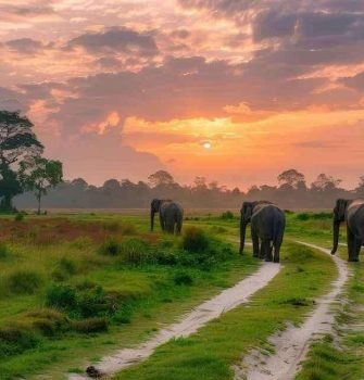 Kaziranga National Park Assam One Horned Rhino Wildlife Tour