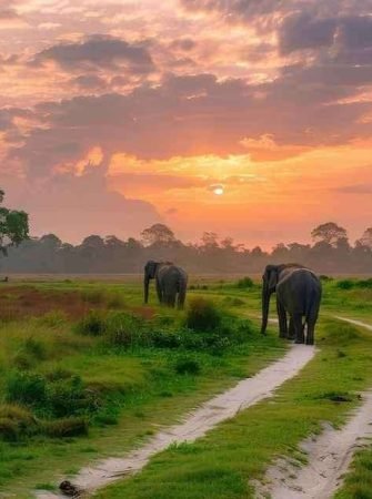 Kaziranga National Park Assam One Horned Rhino Wildlife Tour