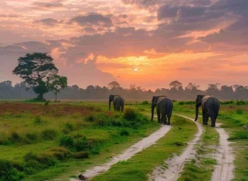 Kaziranga National Park Assam One Horned Rhino Wildlife Tour