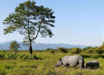 Manas National Park Assam Wildlife Safari Tour