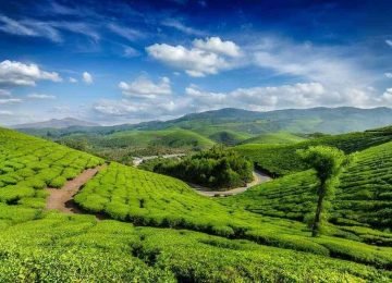 Munnar Tea Gardens Kerala Tour