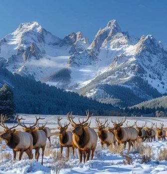 Pahalgam Kashmir Scenic Valley Mountains Nature