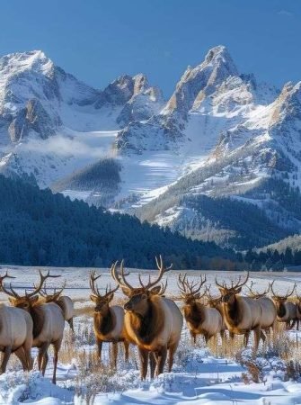 Pahalgam Kashmir Scenic Valley Mountains Nature