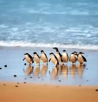 Phillip Island Penguin Parade Wildlife Tour Australia