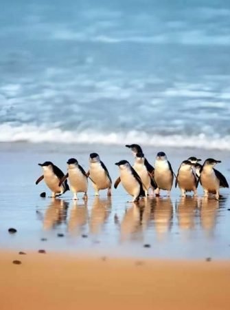 Phillip Island Penguin Parade Wildlife Tour Australia