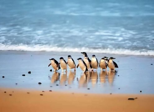 Phillip Island Penguin Parade Wildlife Tour Australia
