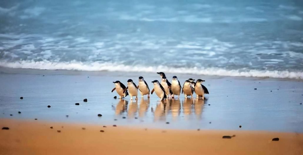 Phillip Island Penguin Parade Wildlife Tour Australia