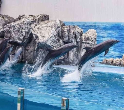 Safari World & Marine Park Bangkok Thailand Tour