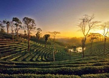 Scenic landscape of Assam, Northeast India