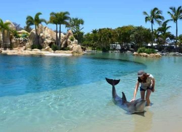Sea World Australia Theme Park and Wildlife Tour
